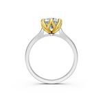 tulips1_shank-white_head-yellow_center-white__view-04.png