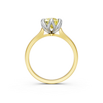 tulips1_shank-yellow_head-white_center-yellow__view-04.png